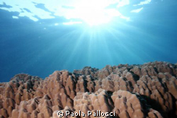 Big underwater "mountains". by Paola Pallocci 